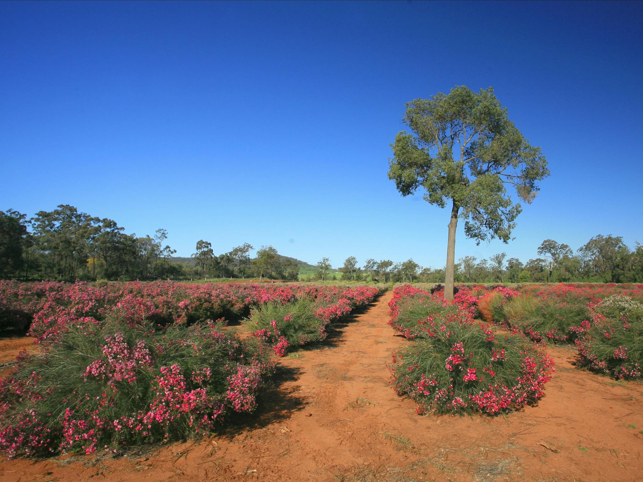 Millmerran Flowers