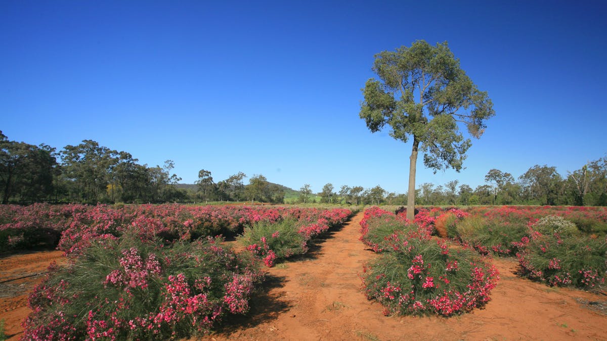 Millmerran Flowers