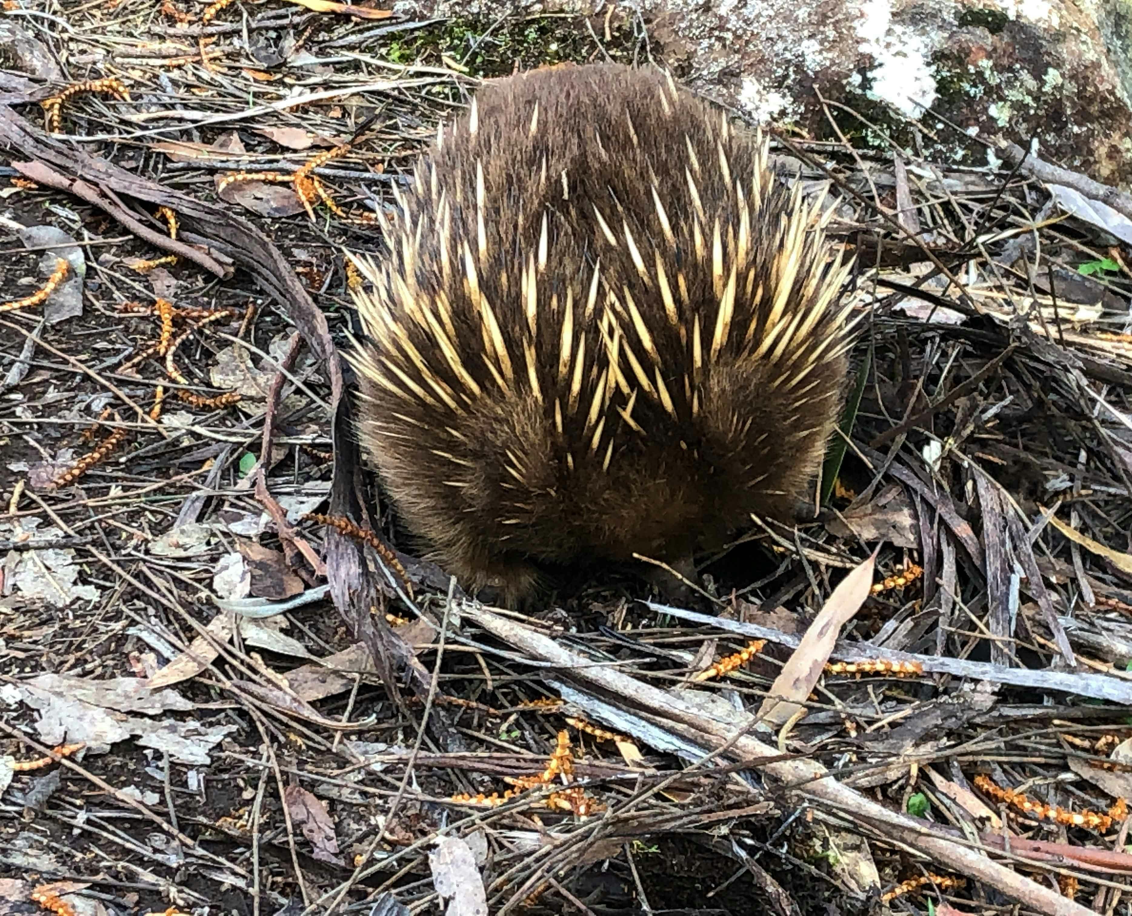 Three Capes Track Tasmania