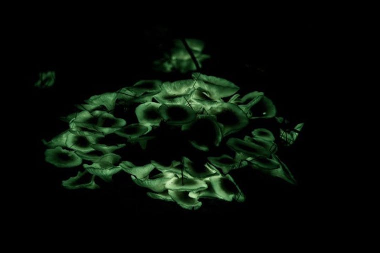 Ghost Mushroom Tours