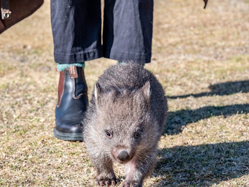 Wombat walk image