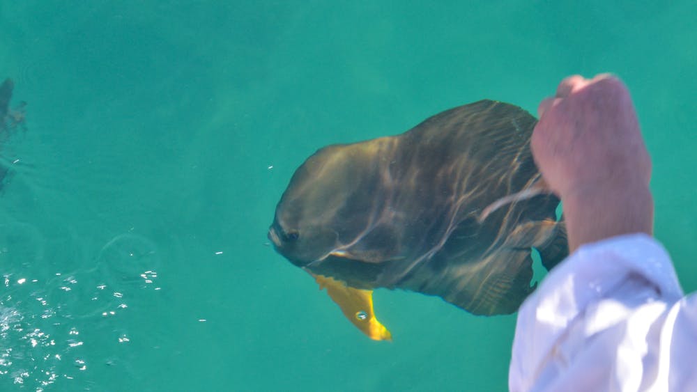 Get Around Island Boat Tours and Hire