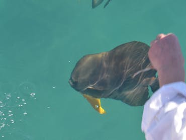 Fish feeding