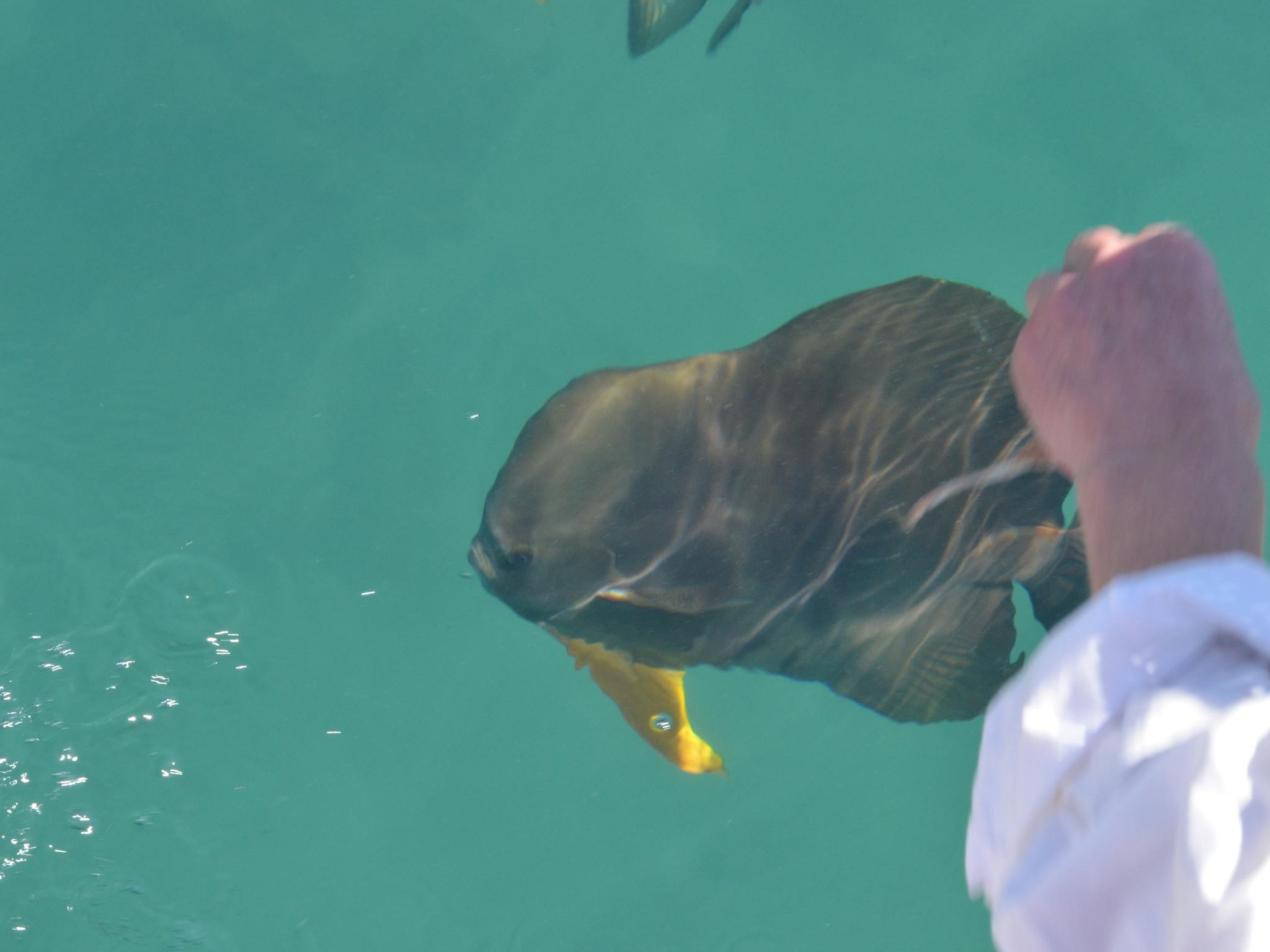 Fish feeding Fish feeding