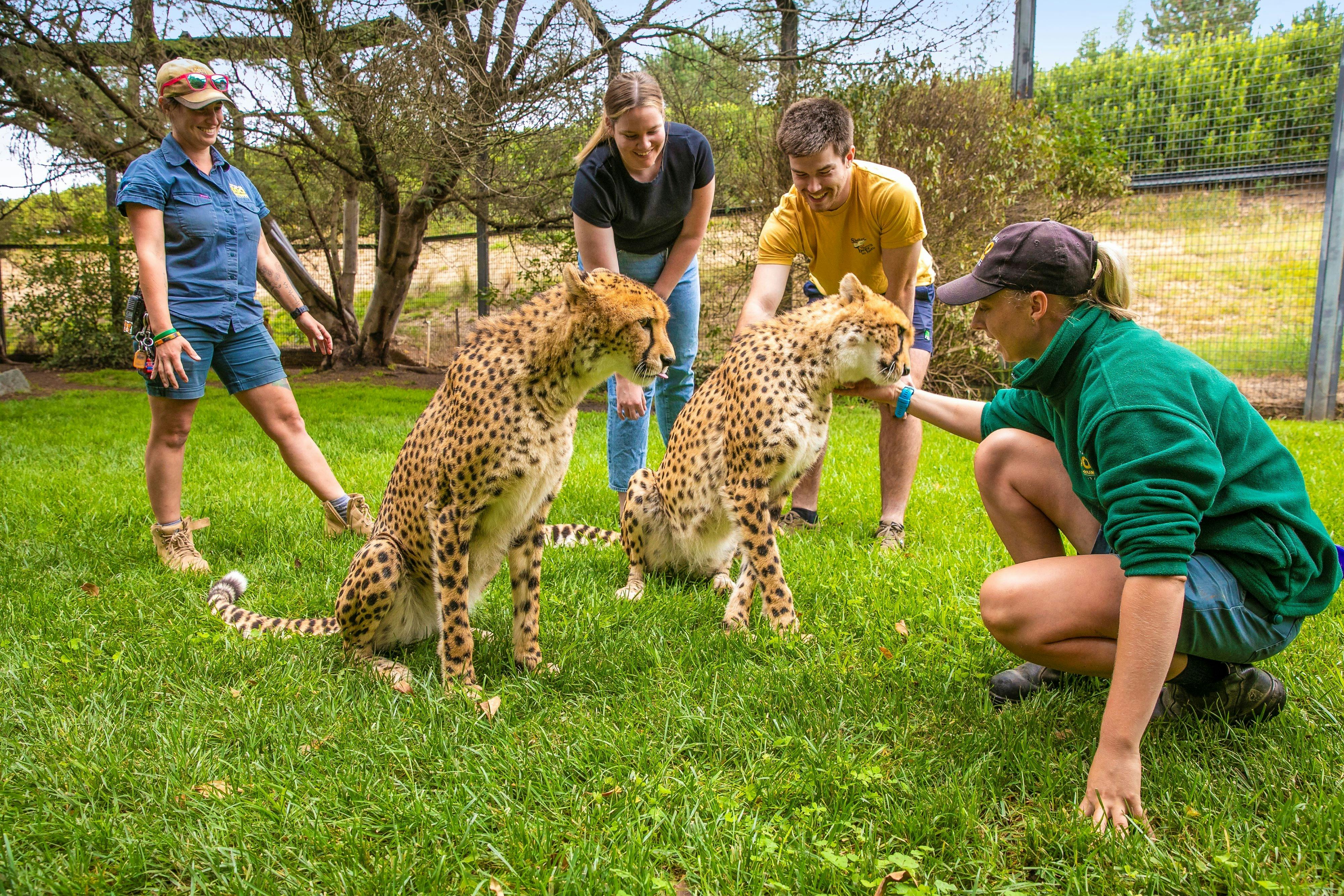 2 Guests and 2 zookeepers partaking in a Cheetah Encounter at the National Zoo and Aquarium