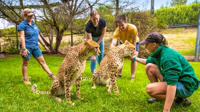 2 Guests and 2 zookeepers partaking in a Cheetah Encounter at the National Zoo and Aquarium