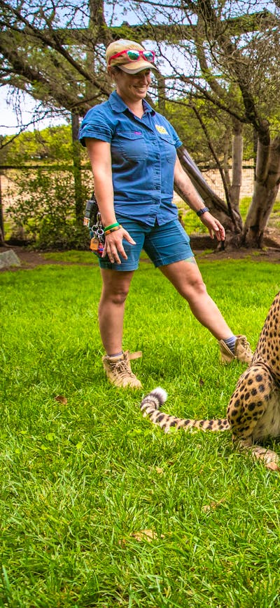 2 Guests and 2 zookeepers partaking in a Cheetah Encounter at the National Zoo and Aquarium