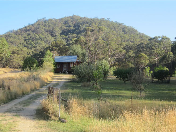 Peach Tree Cabin