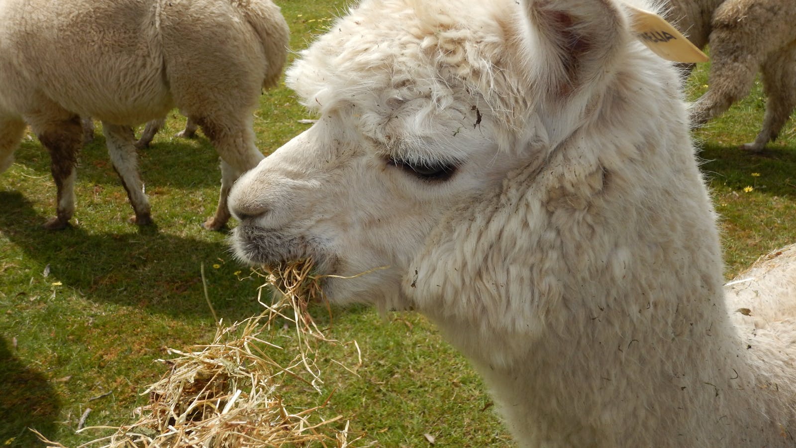 Clearview Alpacas