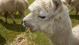 Clearview Alpacas