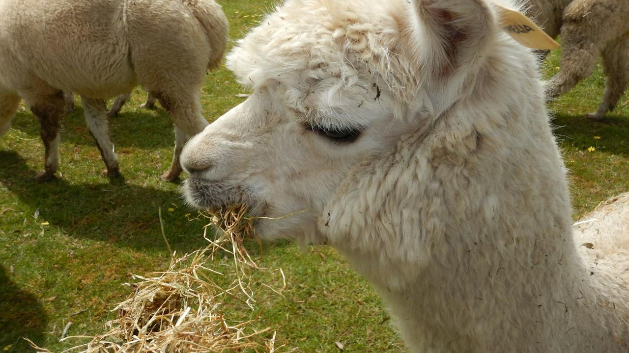 Clearview Alpacas