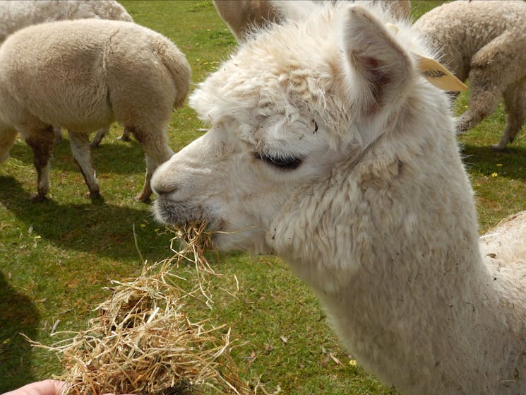 Ophelia The Alpaca