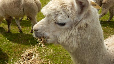 Ophelia The Alpaca