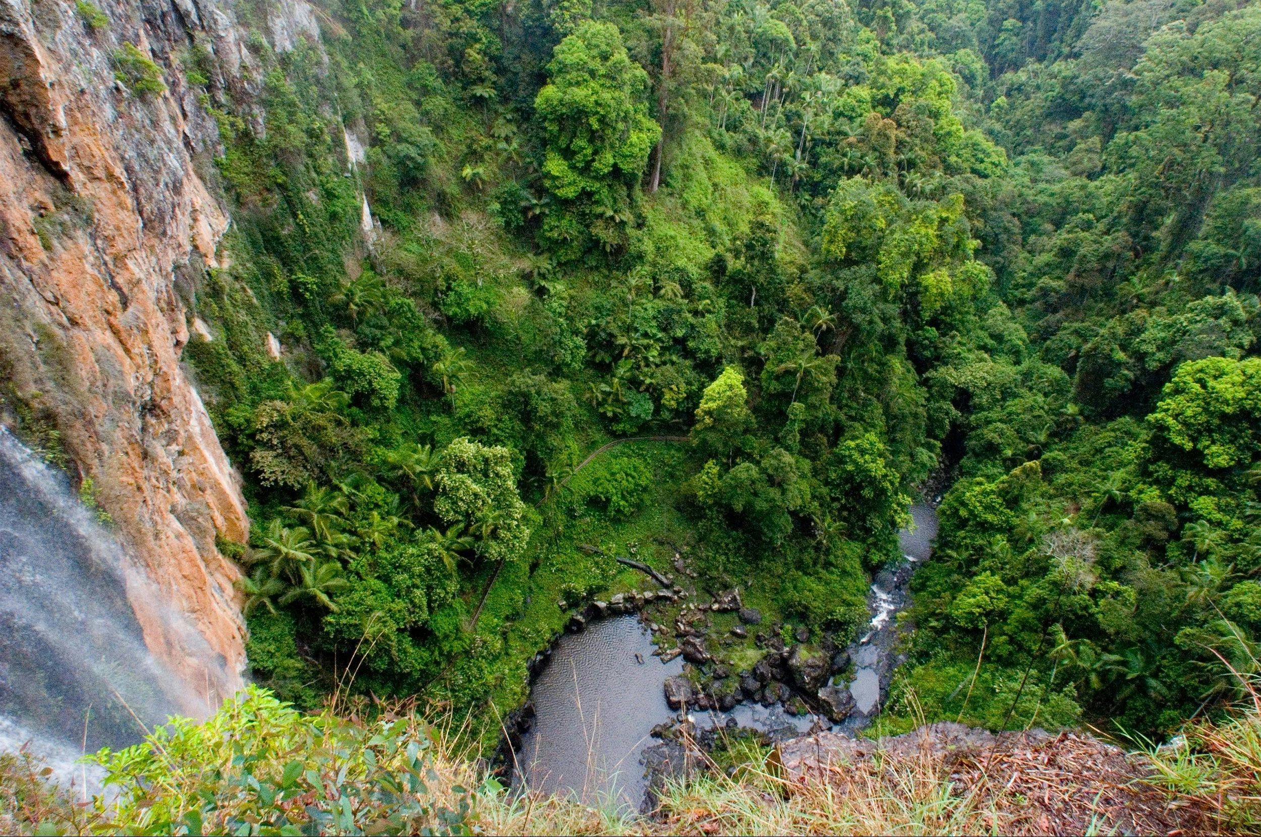 Purling Brook Falls Circuit Springbrook National Park Journey