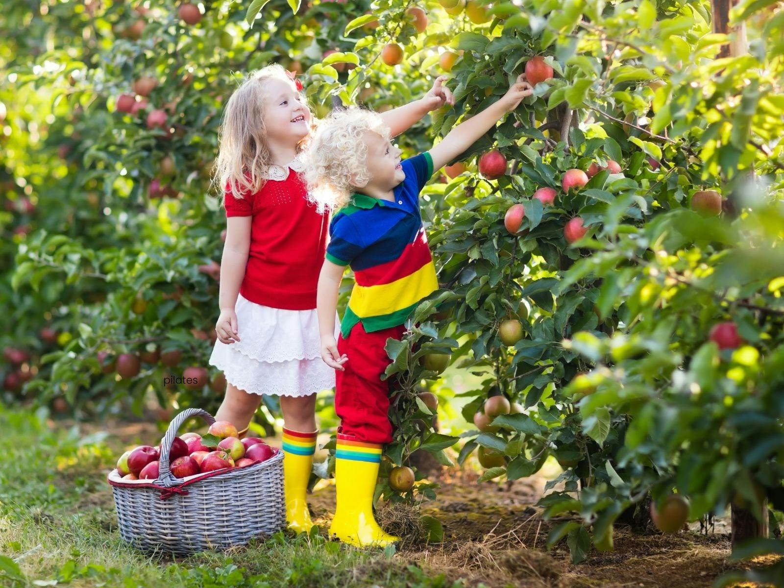 kids picking apples from tree