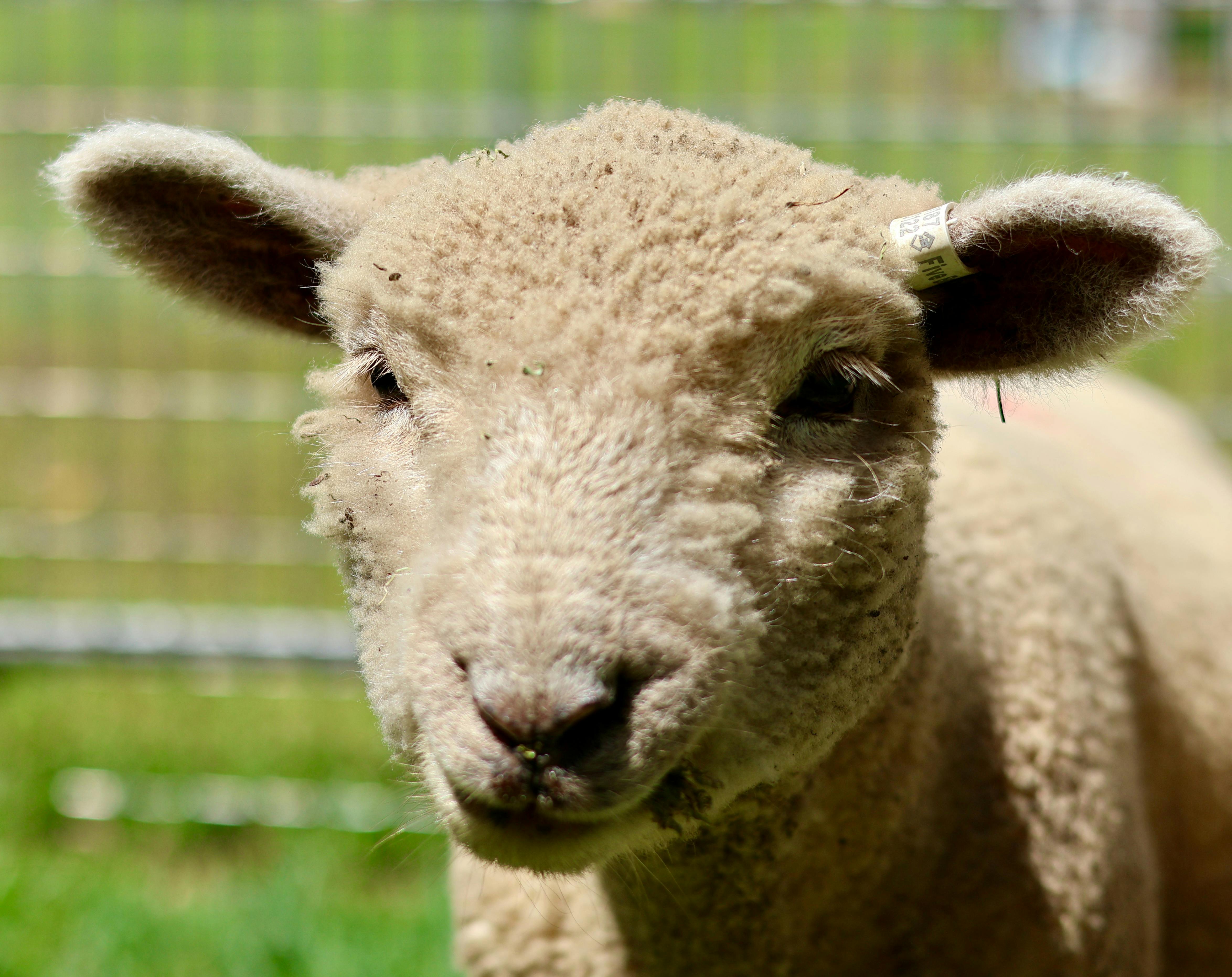 Bandit - Babydoll cross sheep