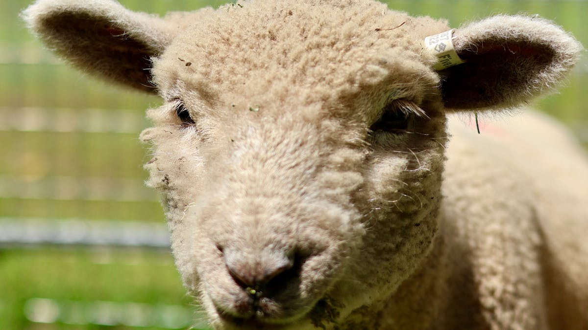 Babydoll cross Sheep called Bandit