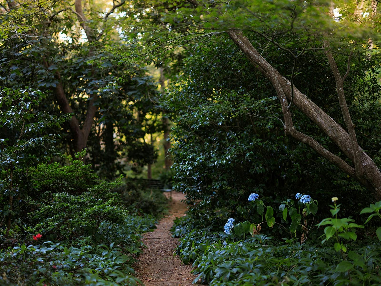 A trail through bushy gardens with blue flowers