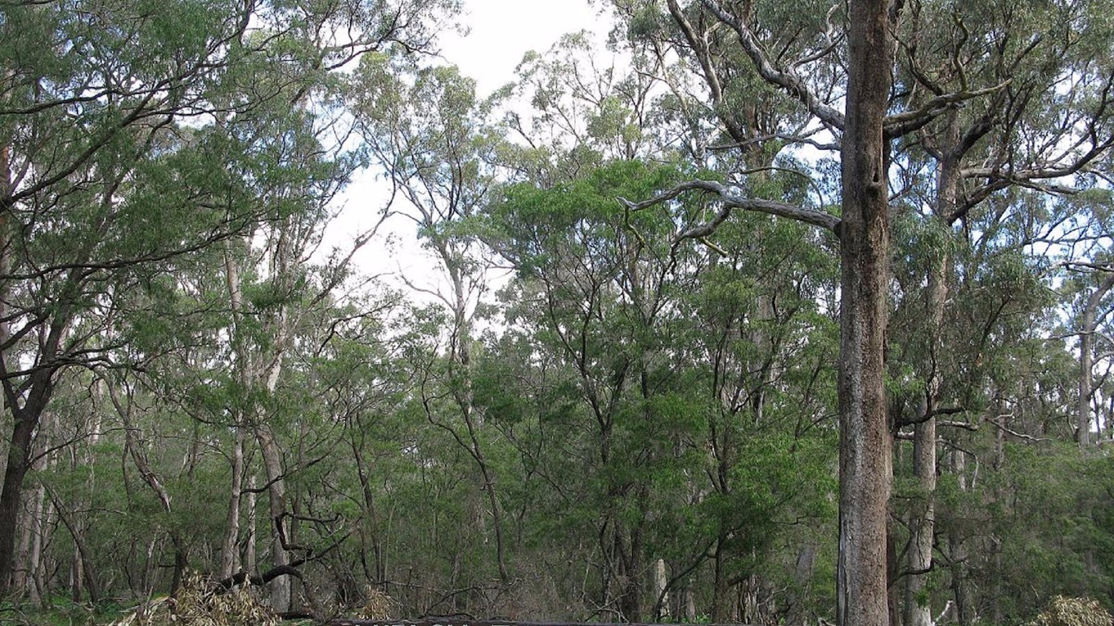 Ludlow Tuart Forest