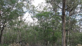 Ludlow Tuart Forest