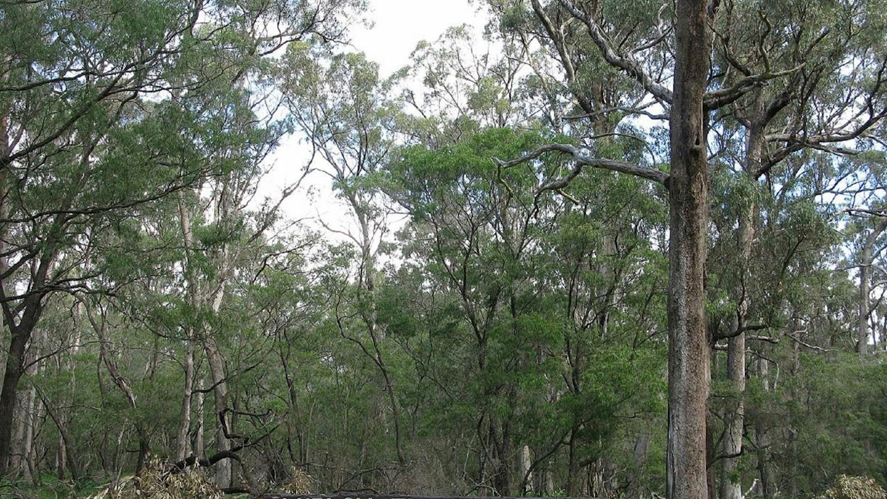 Ludlow Tuart Forest