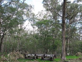 Ludlow Tuart Forest, Busselton, Western Australia