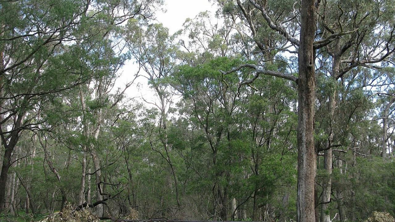 Ludlow Tuart Forest