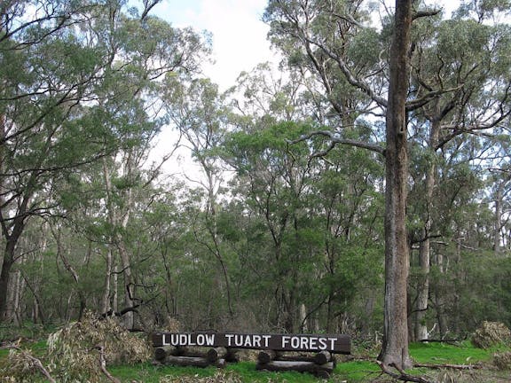 Ludlow Tuart Forest