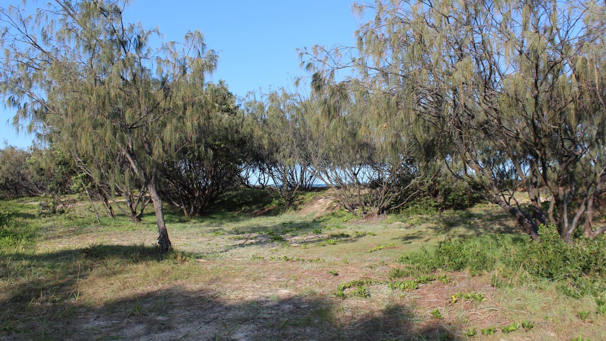 Camping area behind the beach, Fraser Island