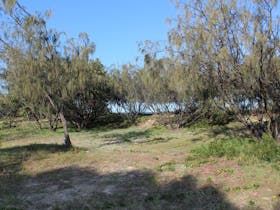 Camping area behind the beach, Fraser Island