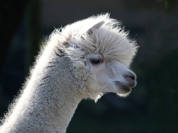 Farm Stay Alpaca