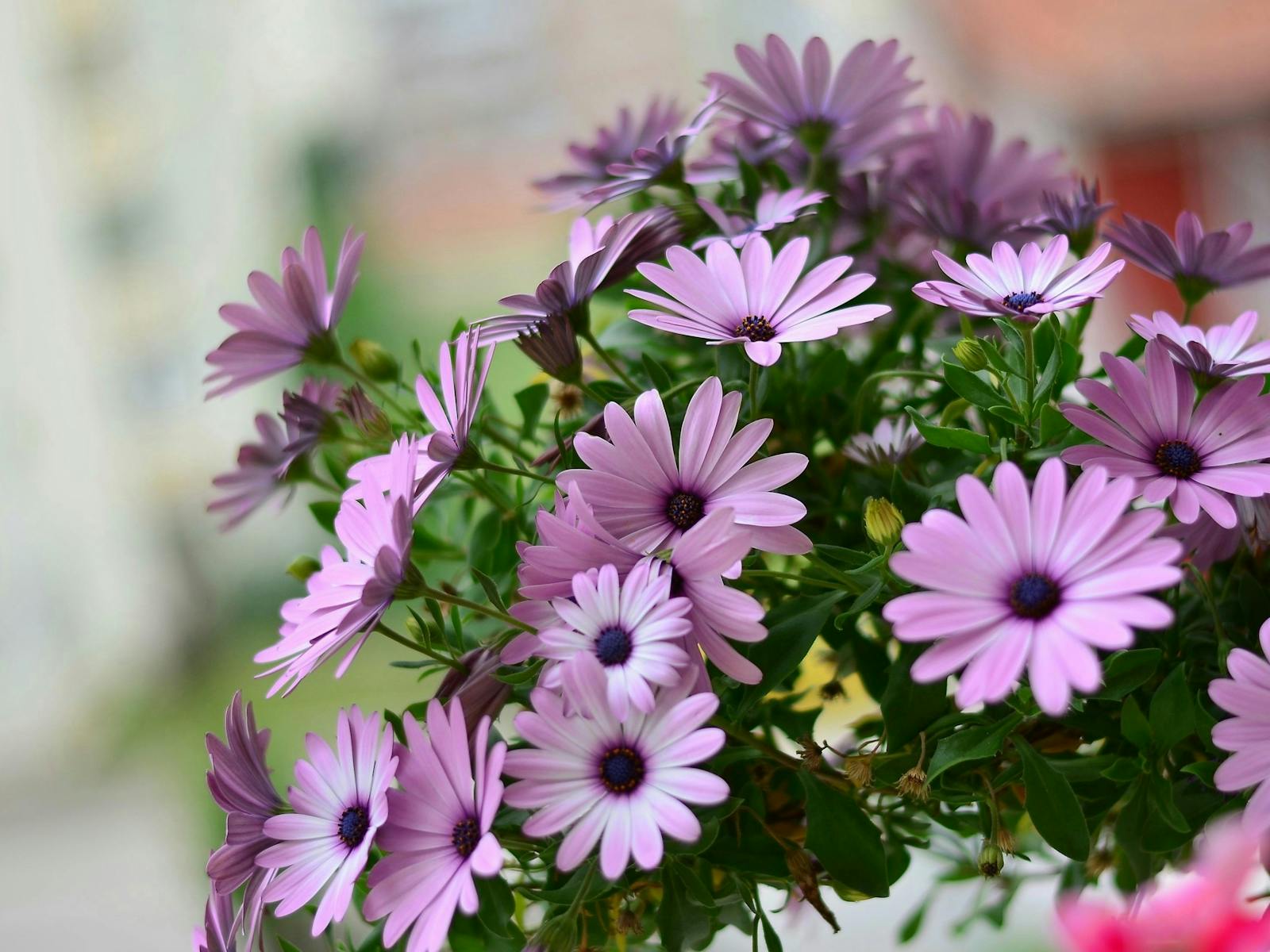 Image for Garden and Floral Art Festival