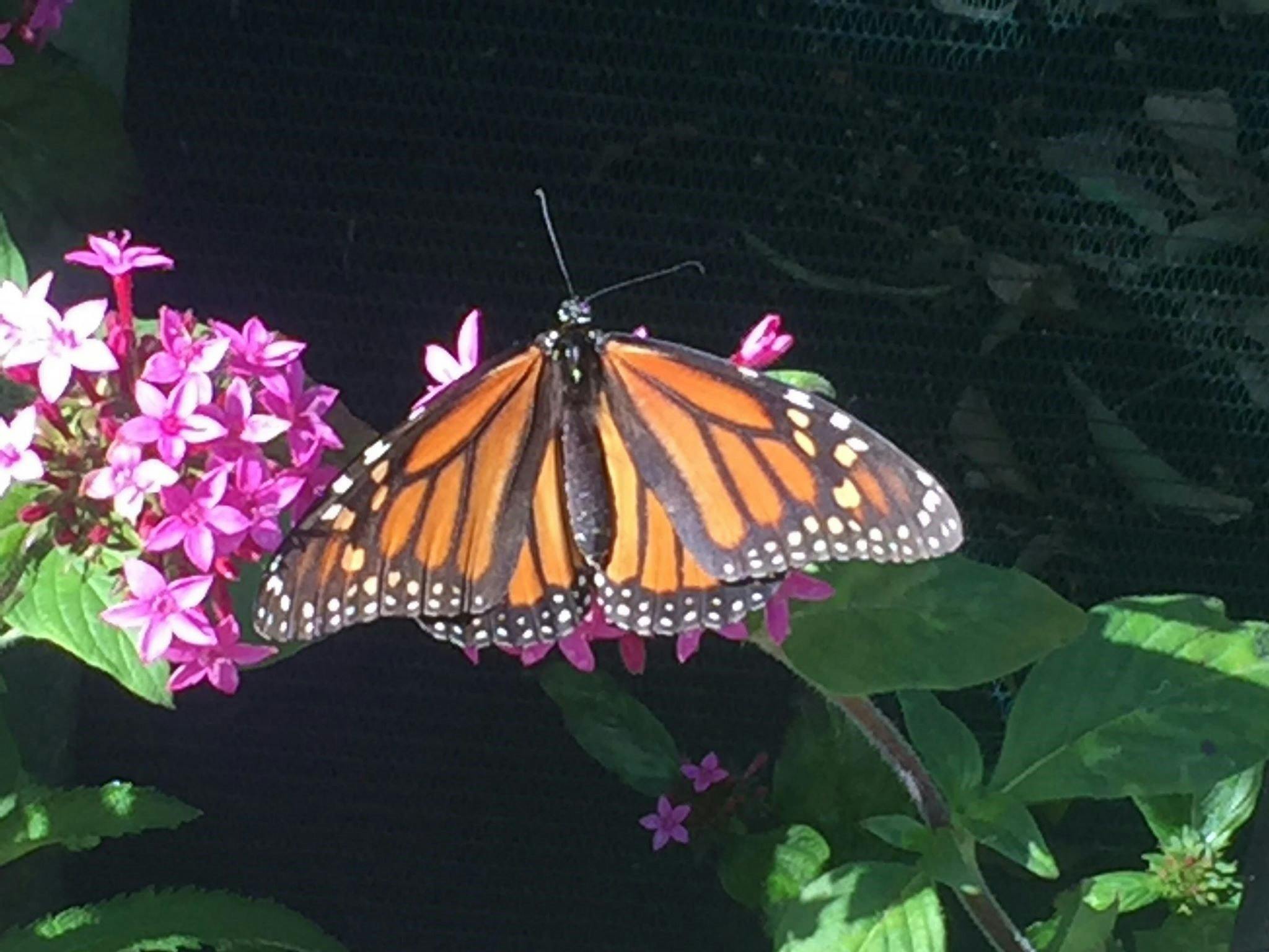 The Monarch butterfly with its vibrant orange/rust colouring.  See it's gold chrysalis in our lab.