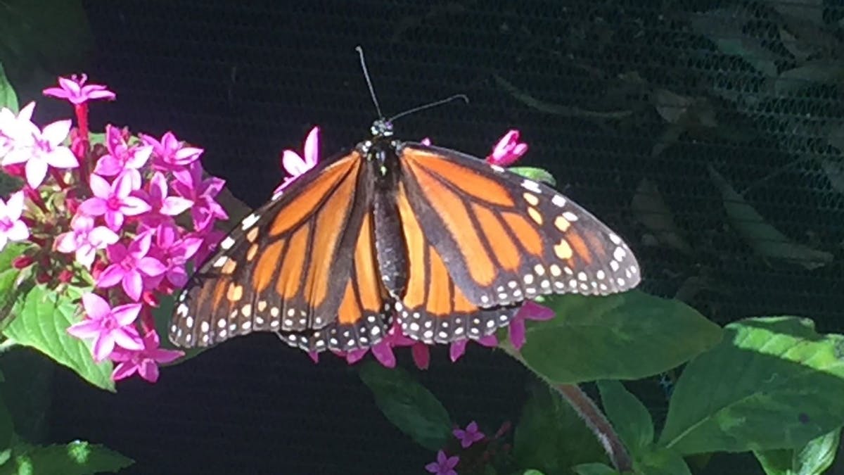 The Monarch butterfly with its vibrant orange/rust colouring.  See it's gold chrysalis in our lab.