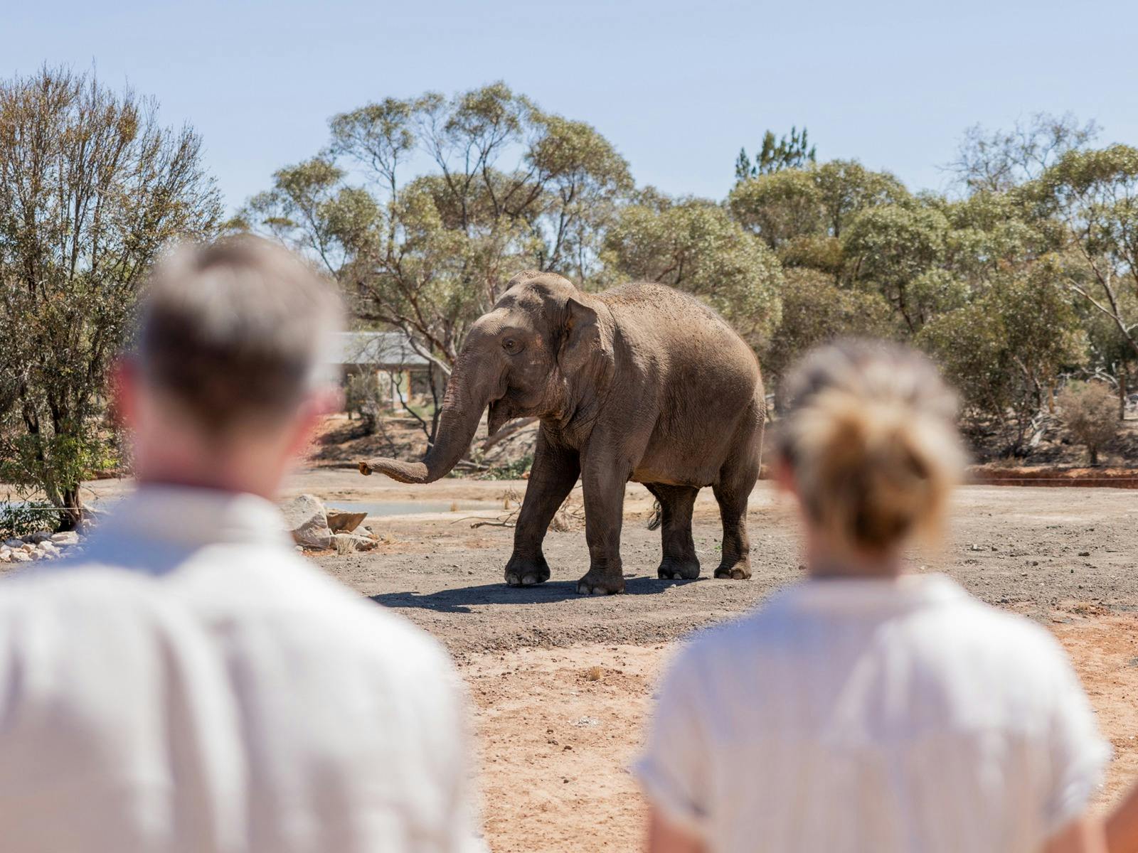 A VIP Asian Elephant Experience