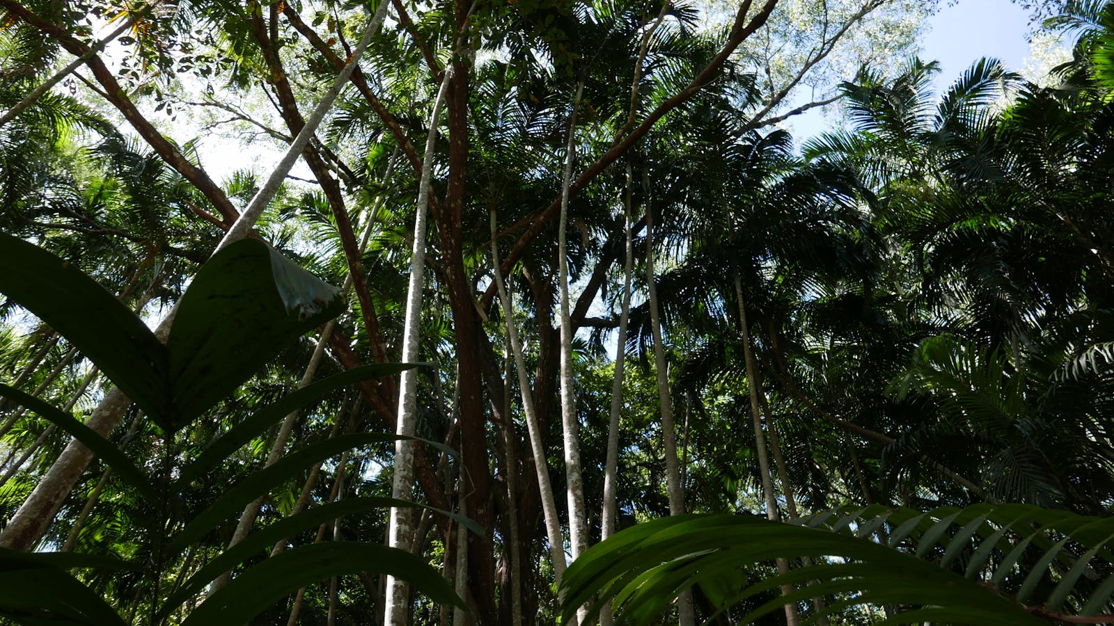 Holmes Jungle Nature Park
