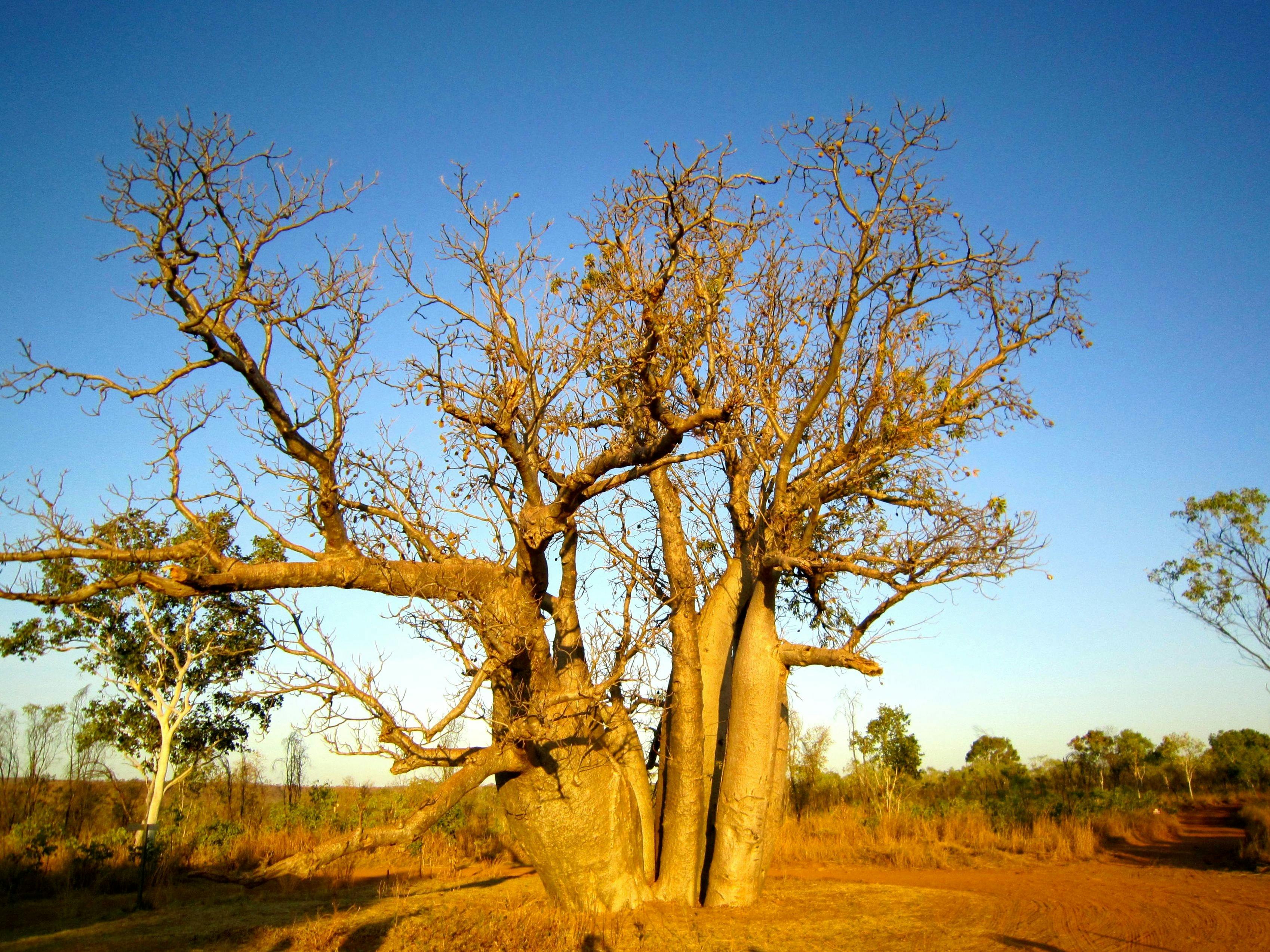 Adventure Wild Kimberley Tours, Broome, Western Australia