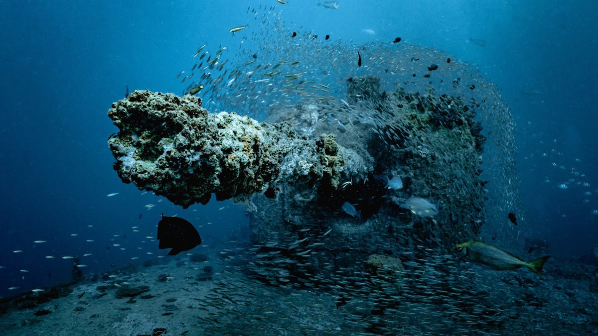 Cannon of the sunken HMAS Brisbane