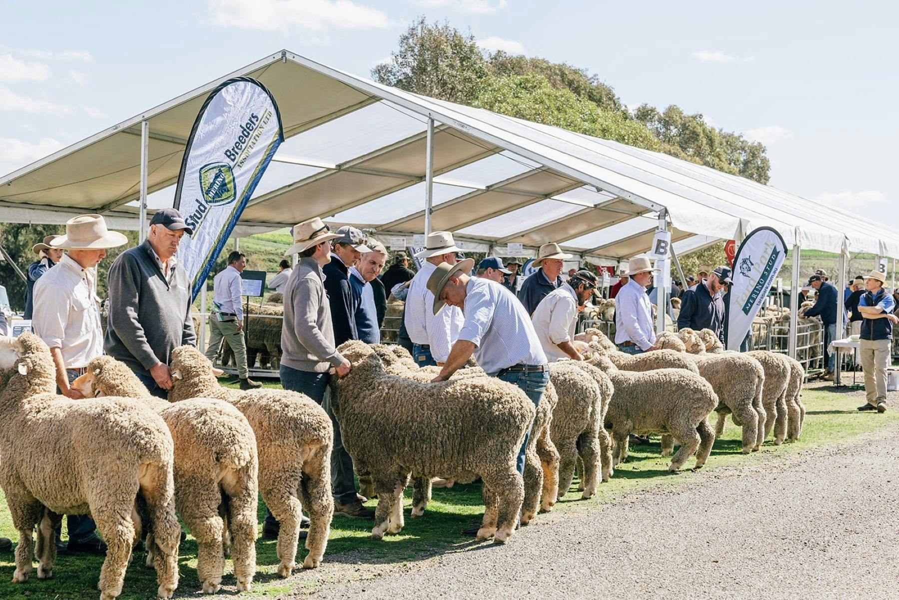 South West Slopes Merino Breeders Field Day