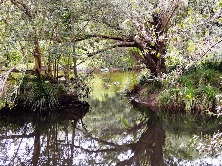 Water Gums Retreat Gloucester