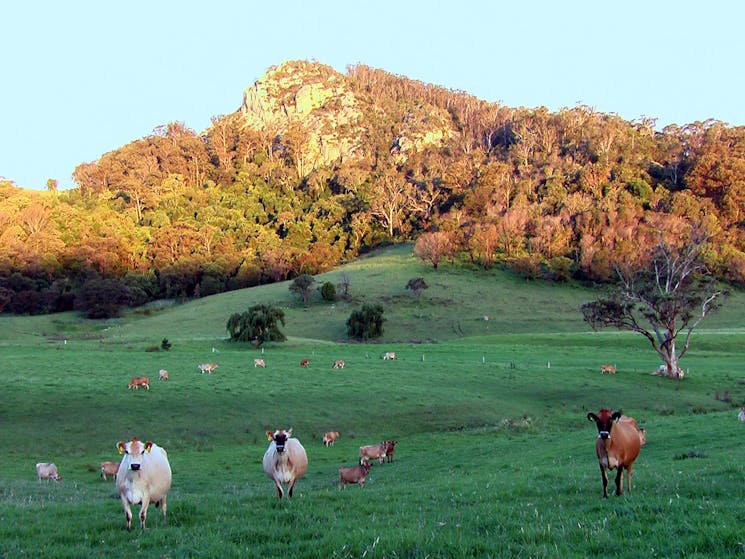 Tilba Tilba cows and Najanuga