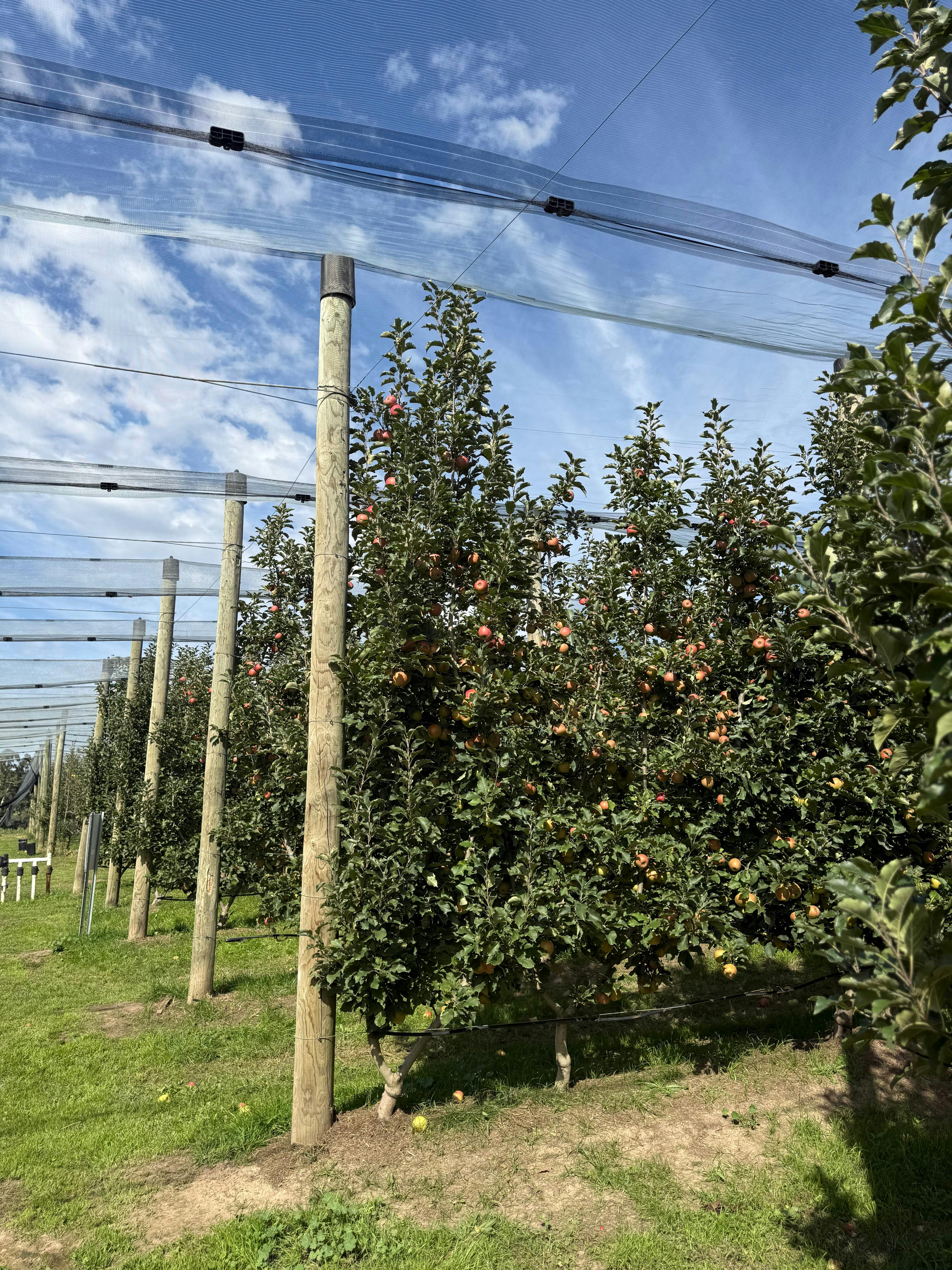 Pink Ladies for Pink Ribbon