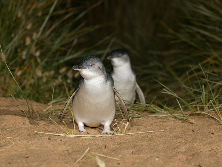 little penguins - Phillip island