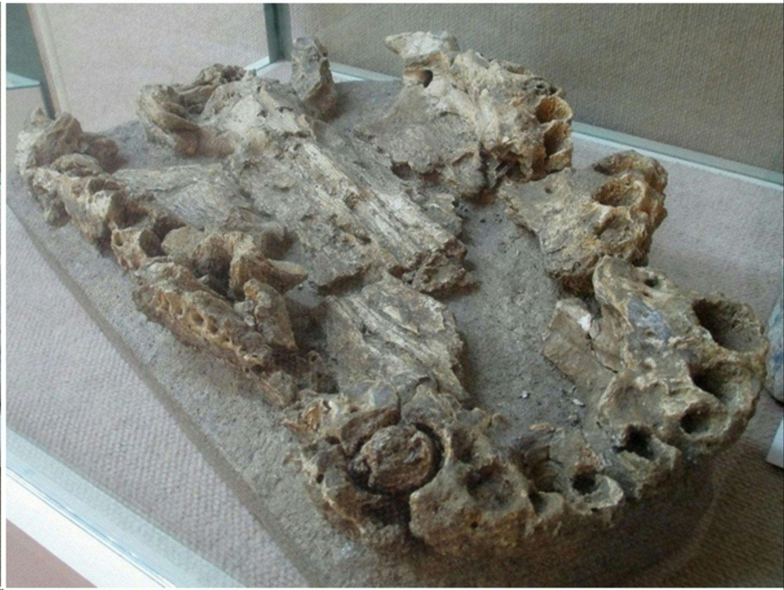 Fossillised remains of a proto-crocodile