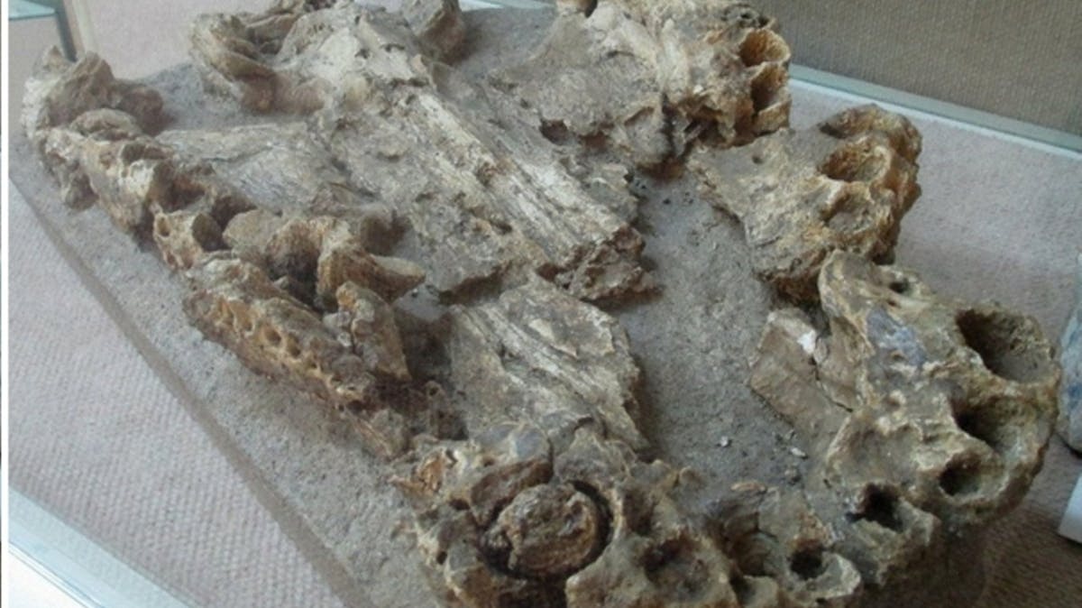 Fossillised remains of a proto-crocodile