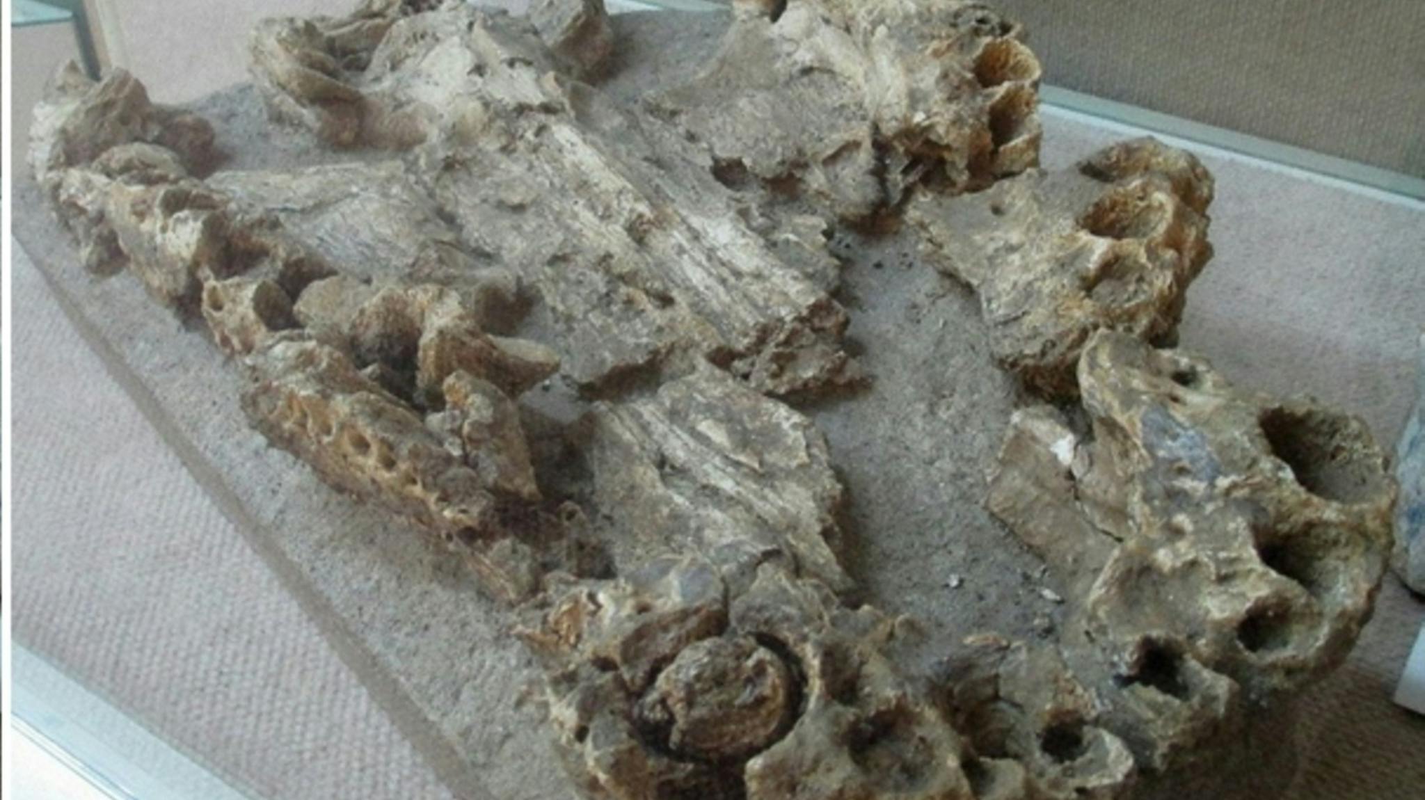 Fossillised remains of a proto-crocodile Fossillised remains of a proto-crocodile