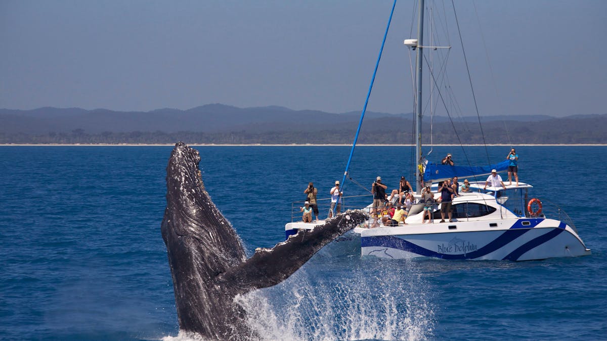 whale encounter