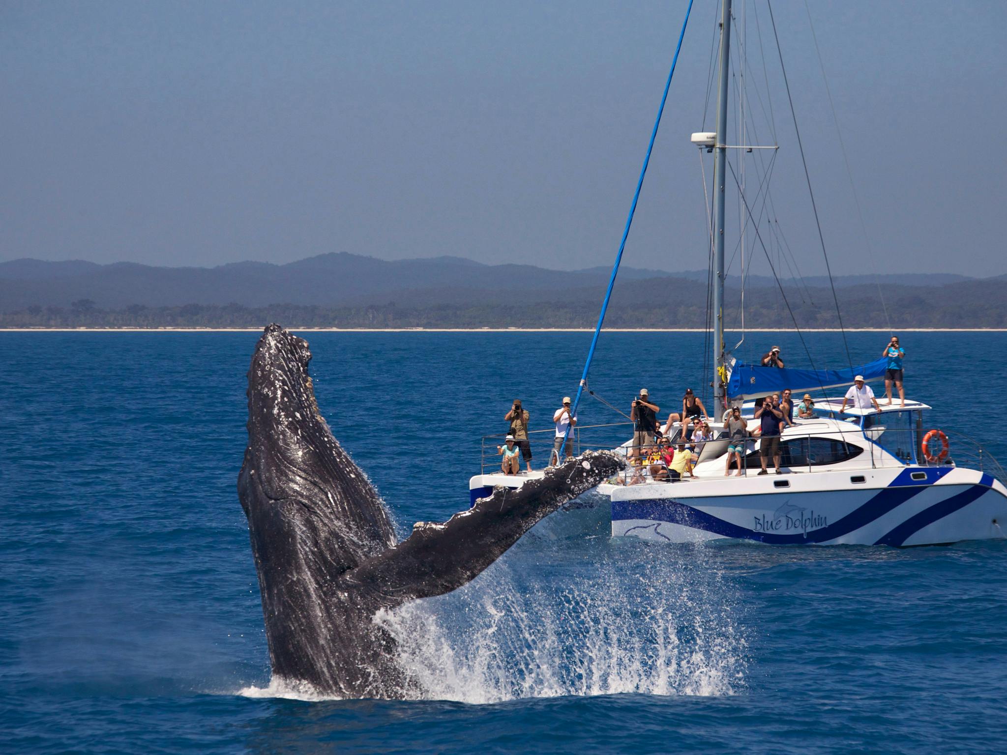 whale encounter whale encounter