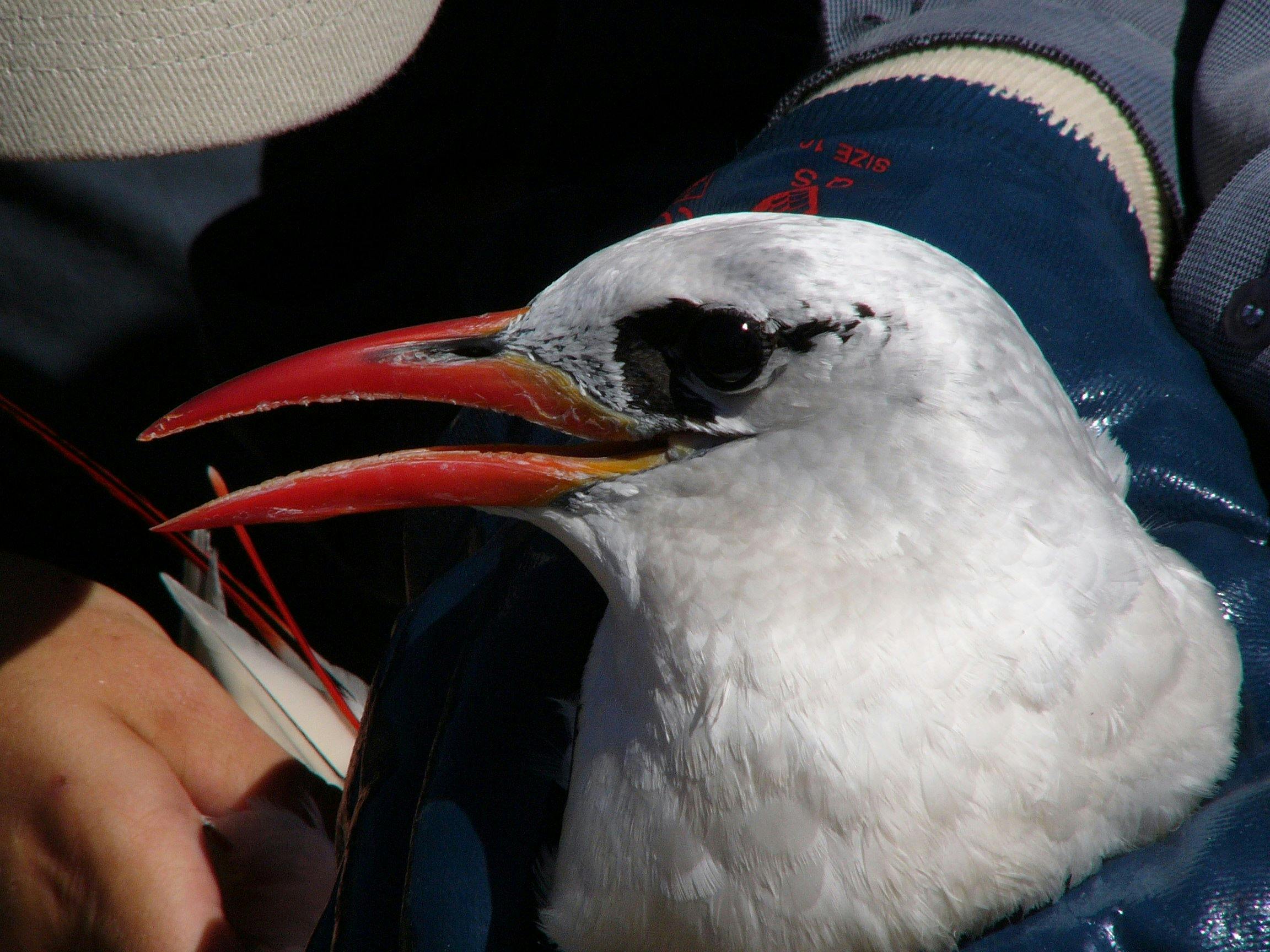 Christmas Island Bird'n'Nature Week