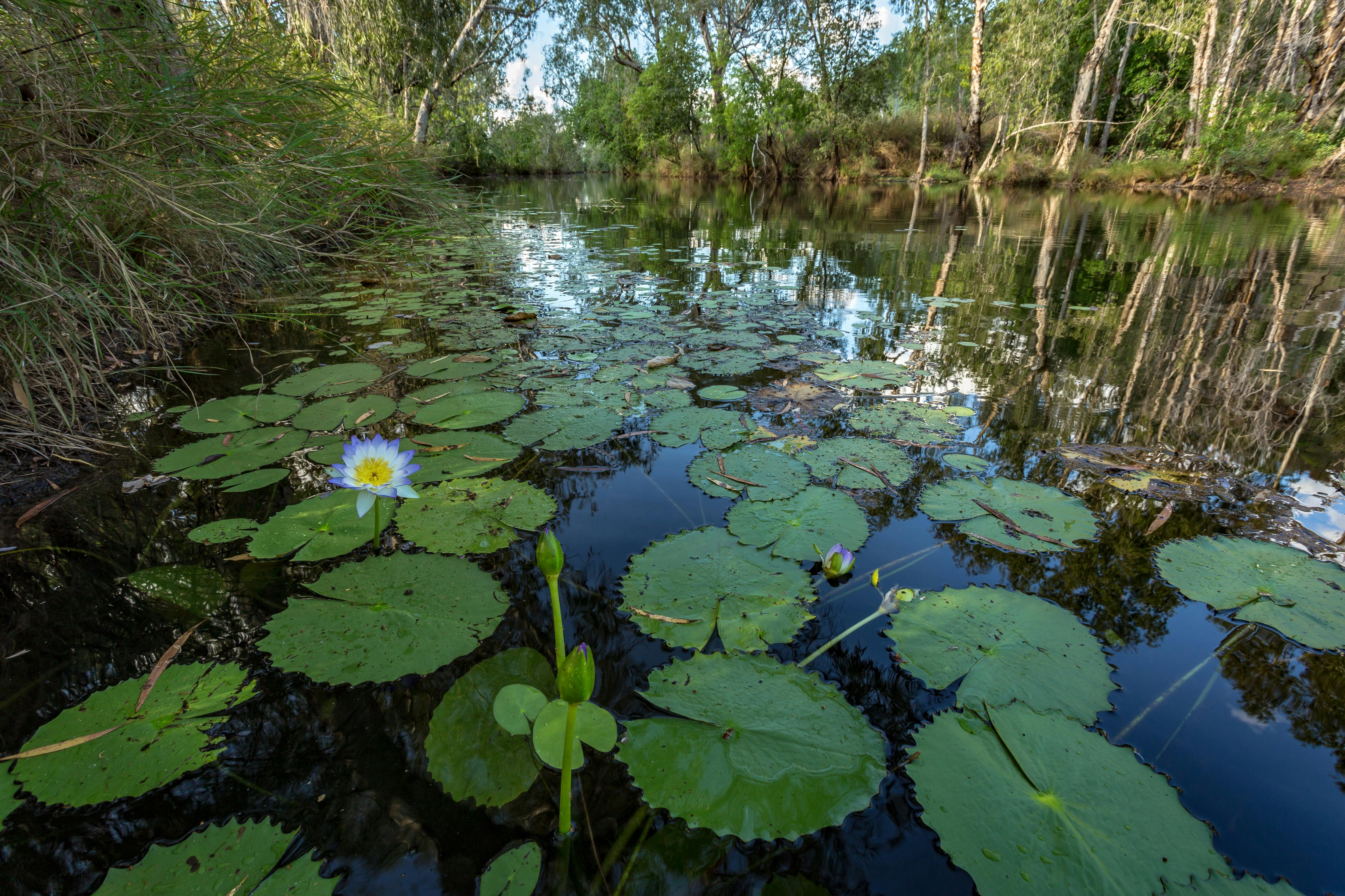a waterlily pond